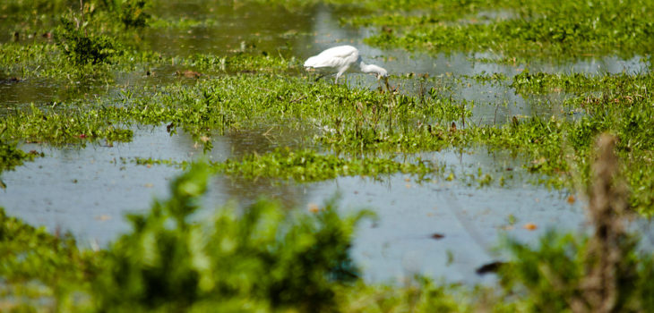 Tribunal Ambiental fiscalizará planta Celulosa Arauco en Valdivia por derrame en Río Cruces