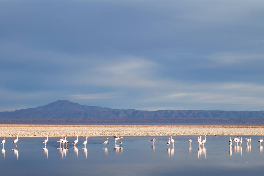 Informe advierte sobreexplotación de la cuenca del Salar de Atacama