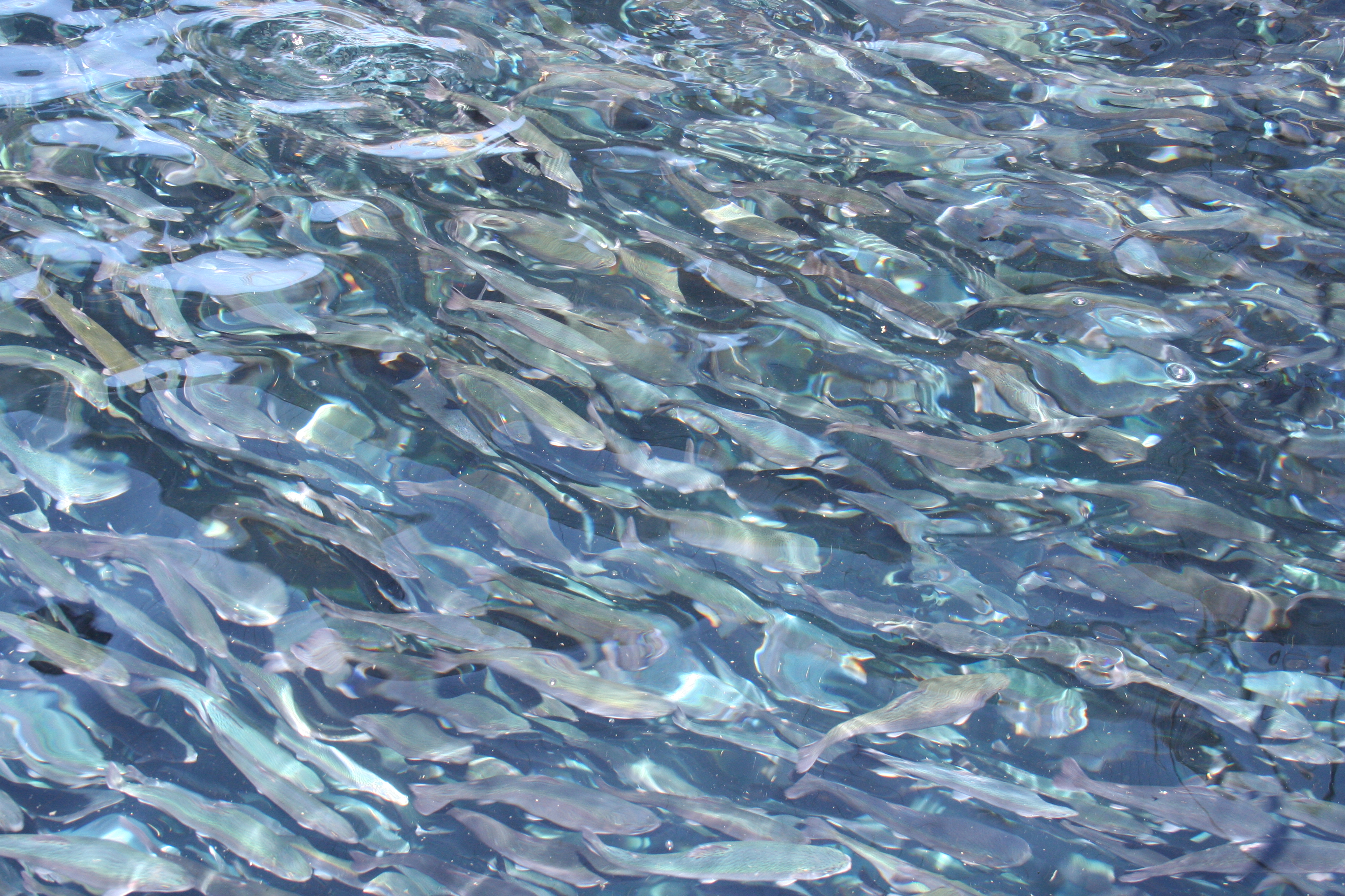 Marine Harvest da explicaciones y reconoce que recapturó solo un 5,5% de salmones