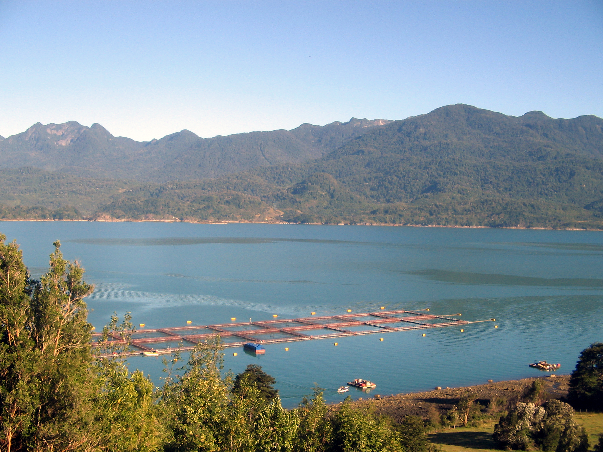 Una fuga de casi 700 mil salmones en Chile alarma a ambientalistas