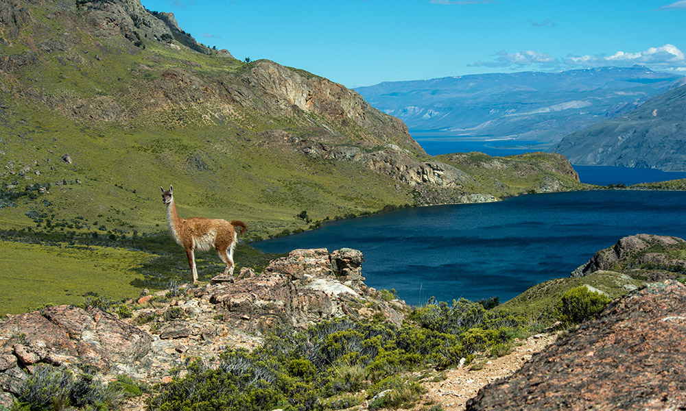 Chile llega a 21% de su territorio convertido en parques y reservas