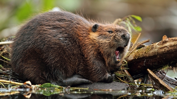 Acción de los castores amenaza ecosistemas patagónicos y la conectividad en Magallanes