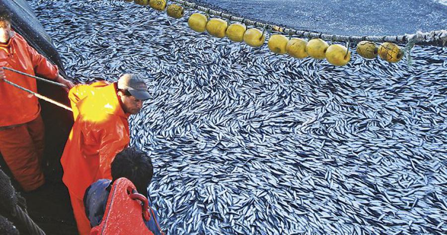 Inician proceso sancionatorio contra 4 agrupaciones por pasar cuota de pesca de sardina y anchoveta