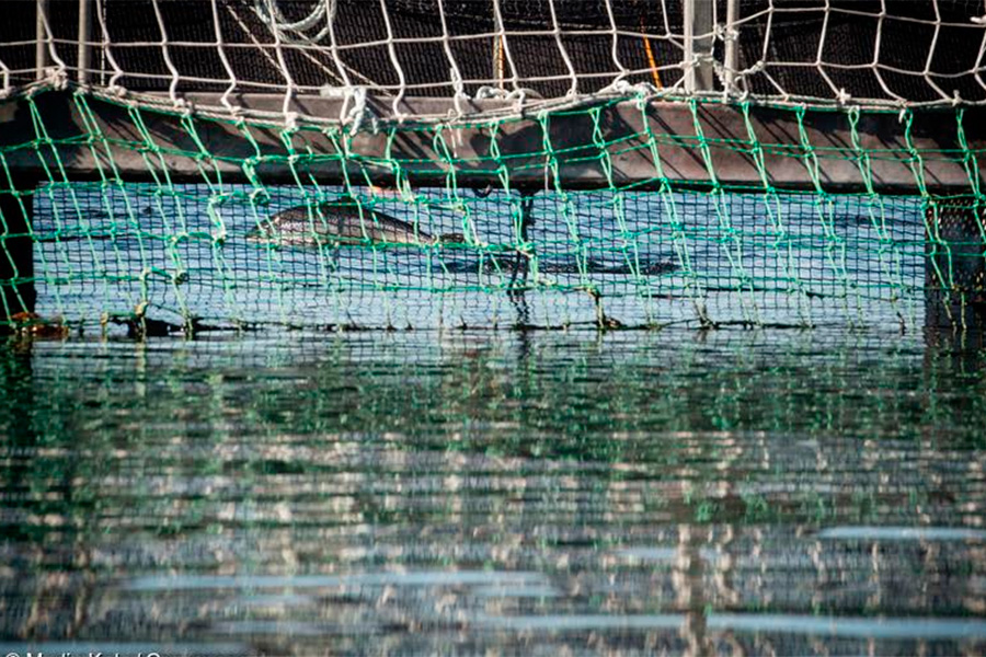 Sernapesca detalla el promedio de uso de antibióticos en las salmoneras de Los Lagos y Aysén