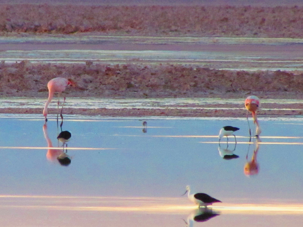 Calama: Población de flamencos aumentó en un 600% tras cierre de salares