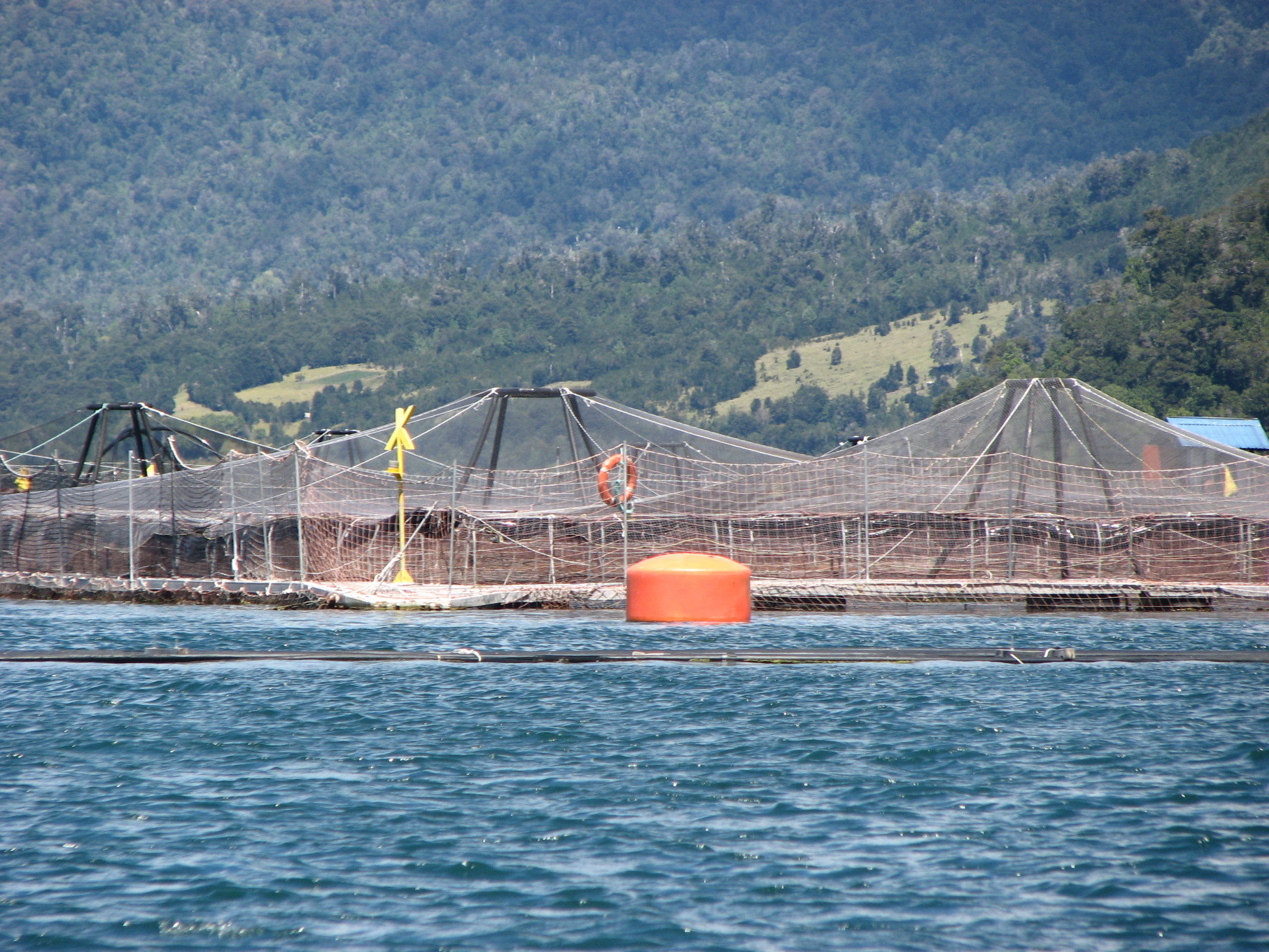 Agrosuper adquiere 40 concesiones salmoneras en la Región de Aysén