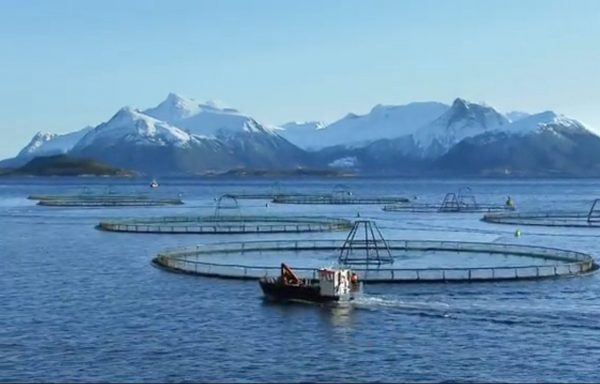 Más de 250 pescadores demandan a Marine Harvest por $2.570 millones por escape de salmones en julio