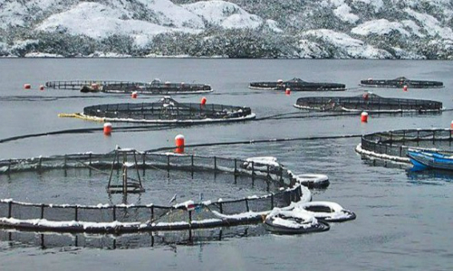 Sernapesca solicita activar plan de contingencia por posible escape de salmones