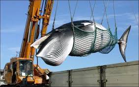 Japón retomará abiertamente la caza comercial de ballenas