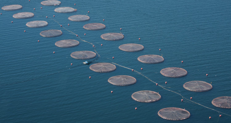 Salmoneras rechazan proyecto que las obligaría a retirar capas de excremento acumulado
