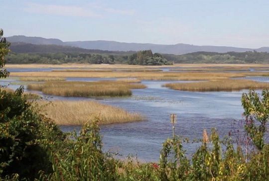 Formalizarán a funcionarios de Arauco por derrame que provocó masiva muerte de peces en Río Cruces