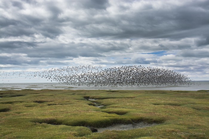 Punta Arenas: Humedal Bahía Lomas fue declarado Santuario de la Naturaleza