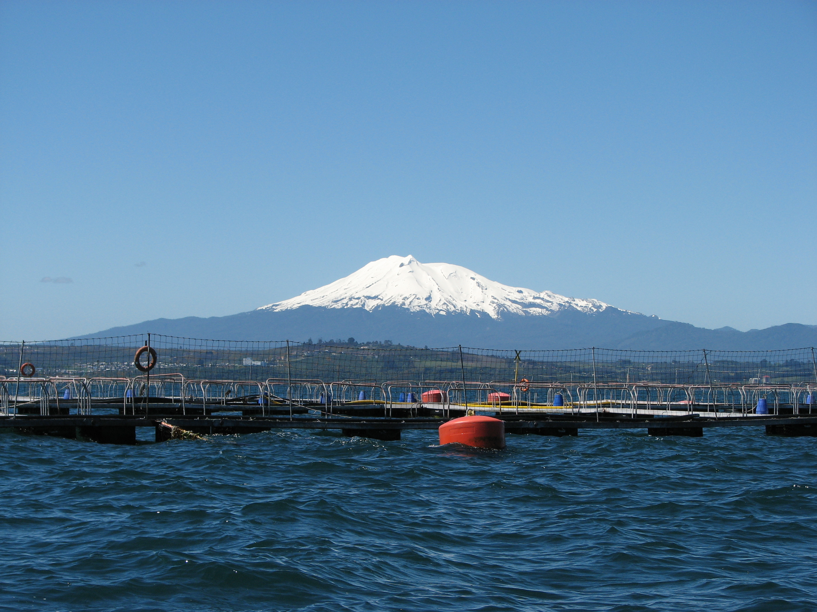 Quellón: centro de cultivo sufre mortandad de salmones por microalga