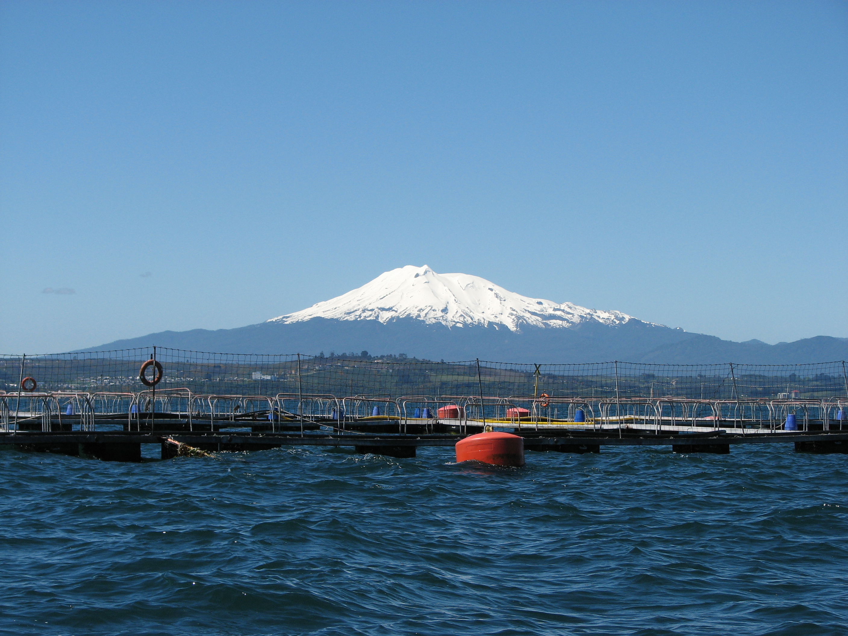 Quellón: centro de cultivo sufre mortandad de salmones por microalga