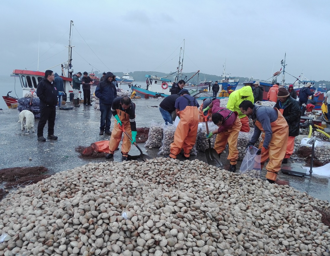 Decretan prohibición de extracción de recursos marinos en sur de Chiloé por presencia de marea roja