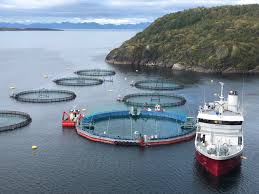 Aprueban proyectos salmonicultores por más de US$60 millones en Magallanes