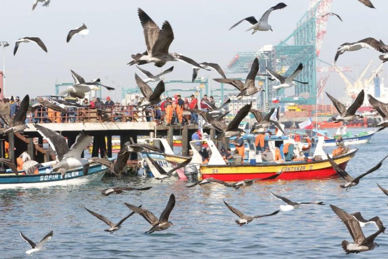 Aporte del sector pesquero al Fisco creció 73% durante el año pasado