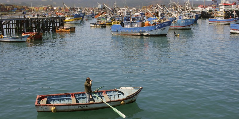 Conflicto de la jibia: gobierno se abre a diálogo con pescadores y nuevo proyecto de ley toma fuerza