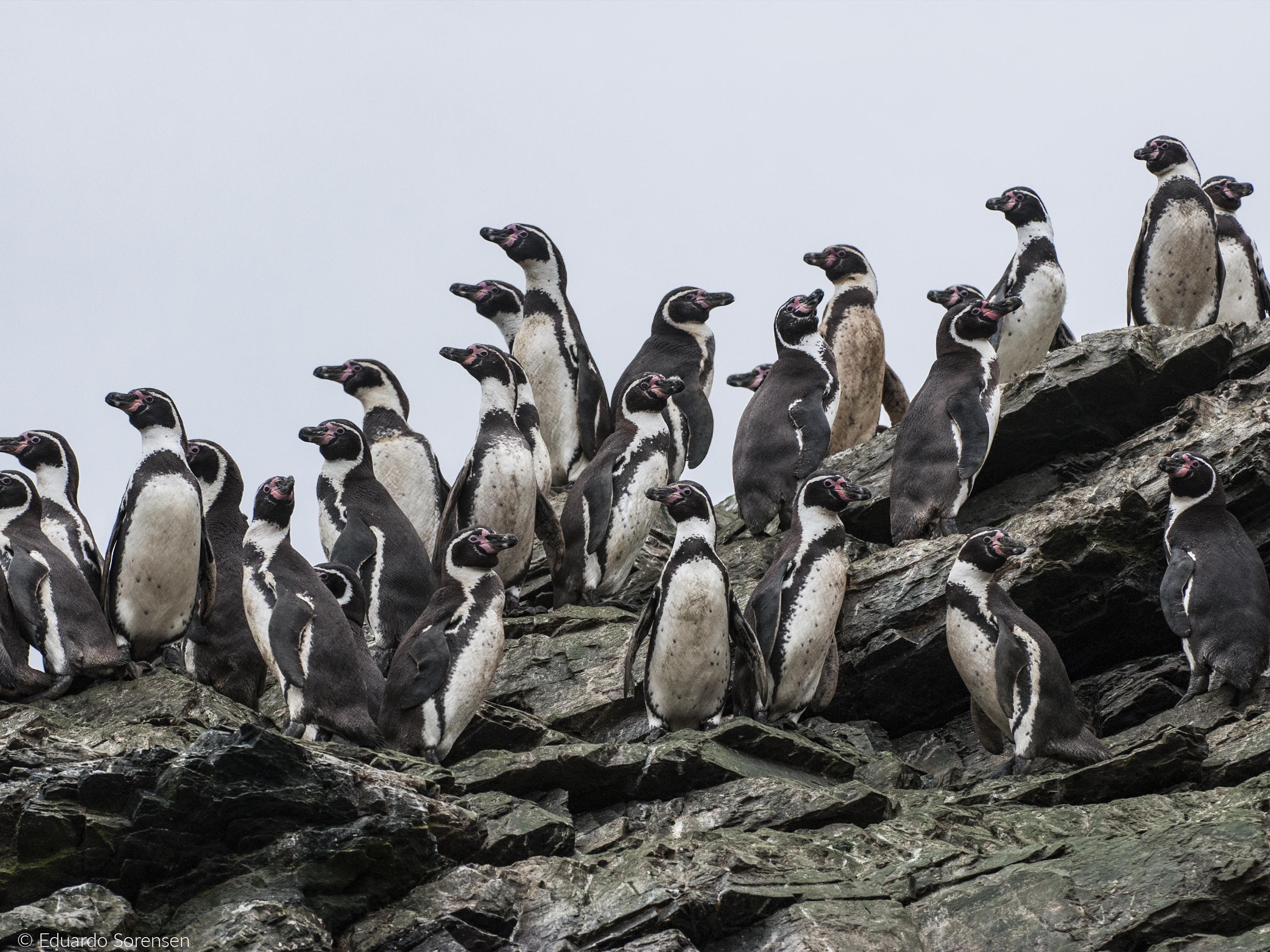 Carta abierta de organizaciones civiles en defensa del Archipiélago de Humboldt