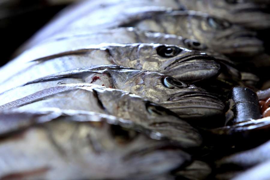 Subsecretaría de Pesca ingresa a FNE datos de denuncia por eventual colusión