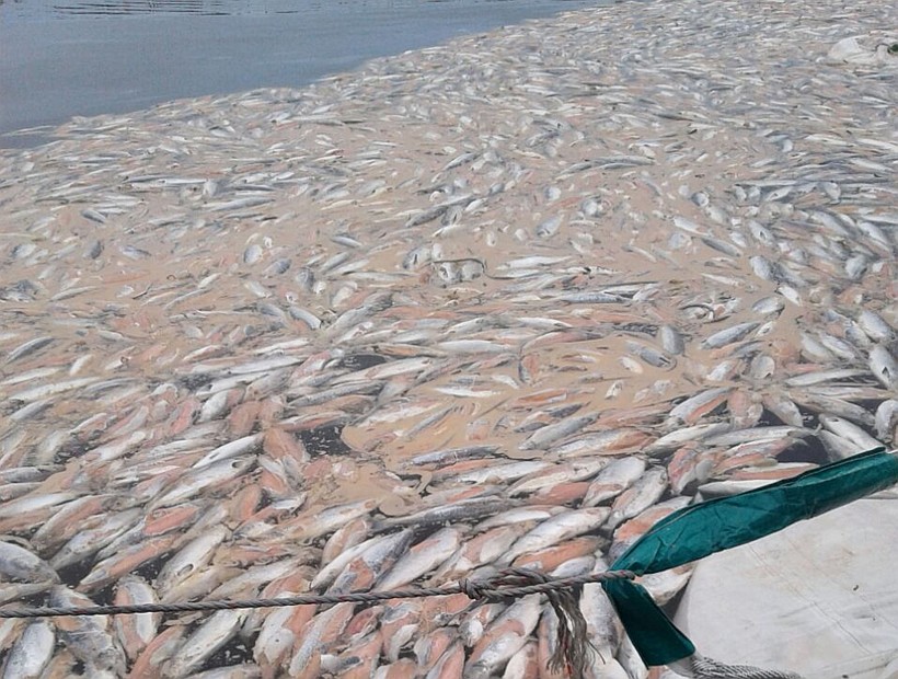 Mortandad de salmones en Chiloé mantiene preocupada a comunidades de Castro y Chonchi