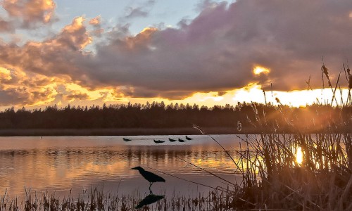 Contraloría objeta ordenanza de humedales de Valdivia y pide ajustarse a la Constitución