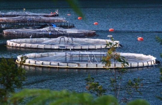 Sernapesca tilda de “histórico” fallo que multa a salmonicultora por contaminación del lago Llanquihue