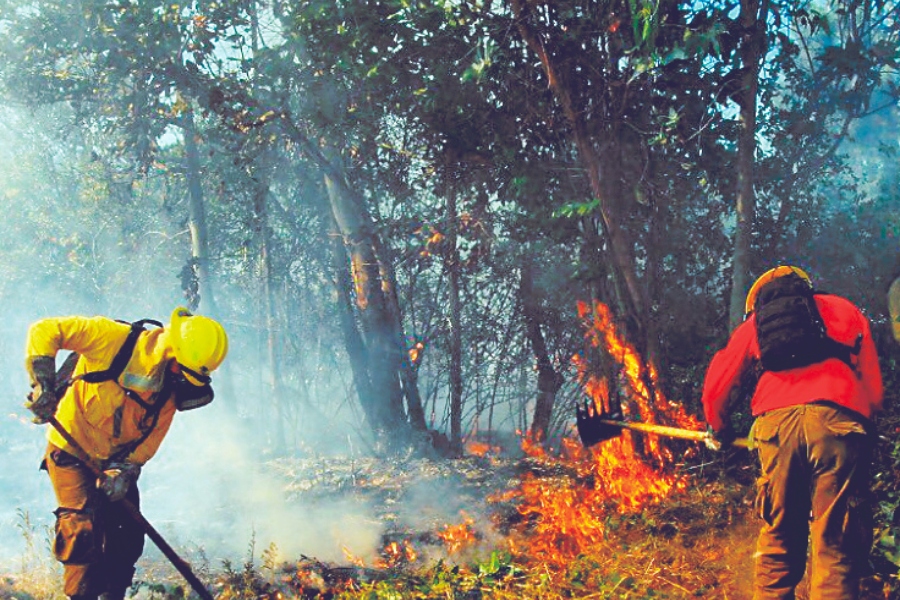 IX Región: ola de incendios destruye más de 2 mil hectáreas