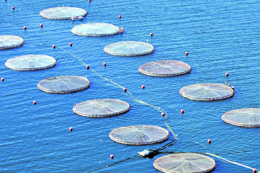 Salmonicultura se instala en las vírgenes aguas de la reserva de la Biósfera Cabo de Hornos