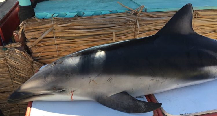 Presentan denuncia por muerte de 20 delfines en Antofagasta