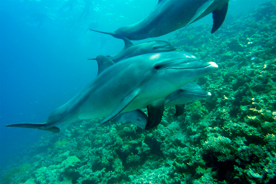 Comisión de Medio Ambiente anuncia proyecto de ley que proteja a cetáceos tras matanza de delfines en Mejillones