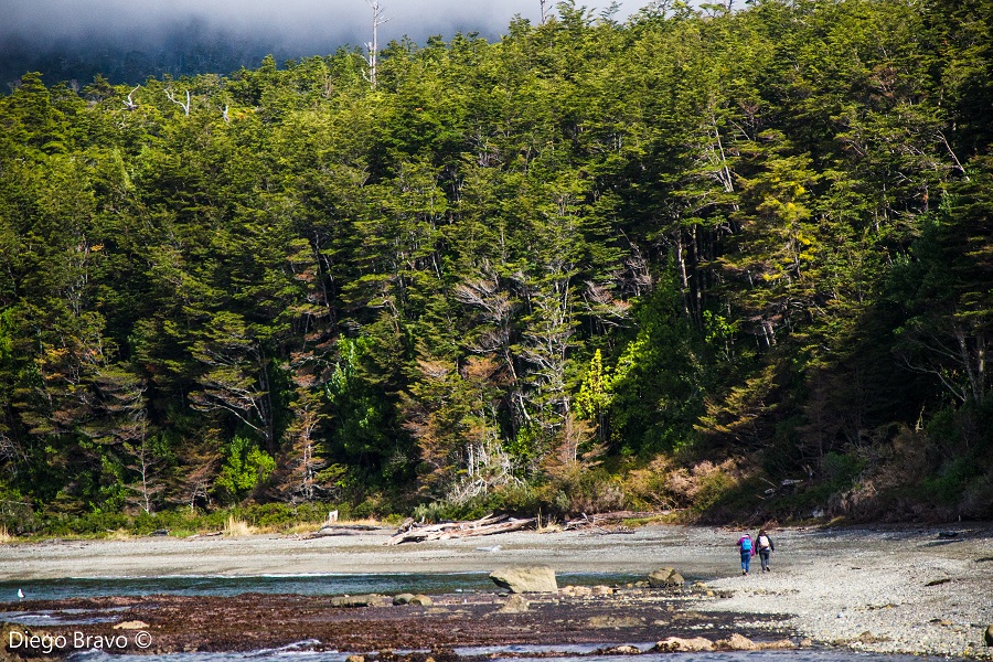 Inédito proyecto de 50 científicos analizó más de 1.000 estudios de Patagonia chilena para mejorar su conservación
