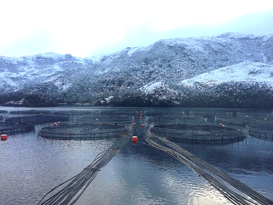 Corte de Apelaciones paraliza operación de salmonera en el canal Beagle