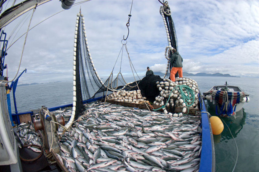 Senado aprueba en general ley corta de pesca que acaba con la renovación automática de licencias pesqueras industriales