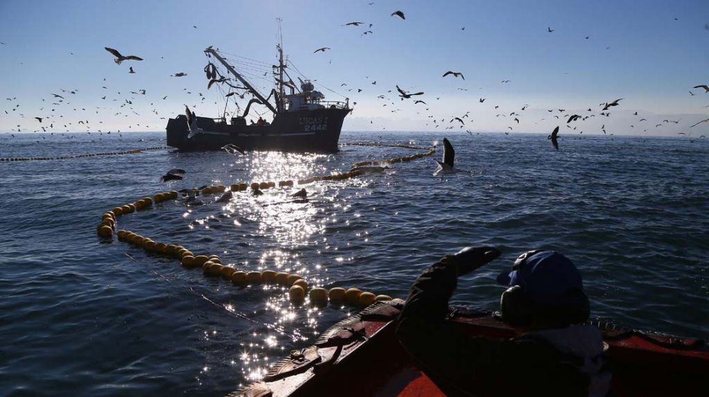 Sector industrial y artesanal enfrentados por proyecto que elimina renovación de licencias de pesca