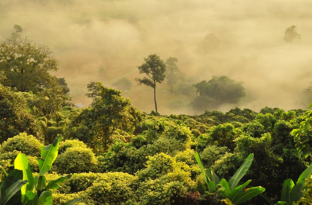 El 75% del ambiente terrestre se ha degradado: Las dramáticas cifras del último informe sobre biodiversidad en el mundo