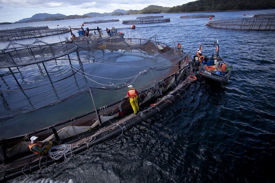 A meses de fusión con AquaChile, salmón se convirtió en la principal fuente de ingresos de Agrosuper