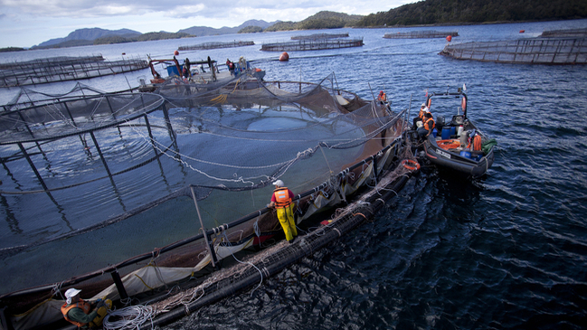 “Estado salmonero” el documental que busca parar la expansión de la industria salmonera en Magallanes