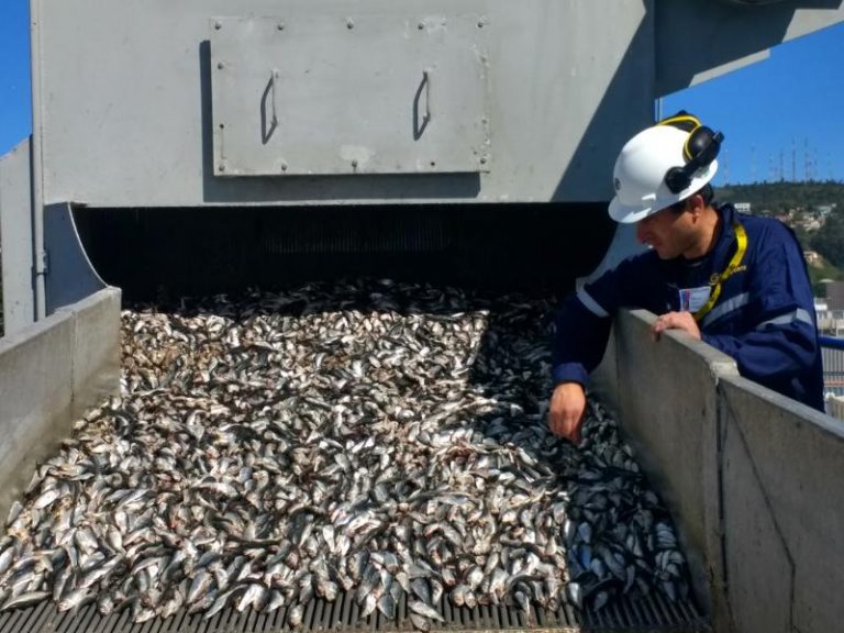 Fiscalización de Sernapesca permite registrar histórico 2% de fauna acompañante