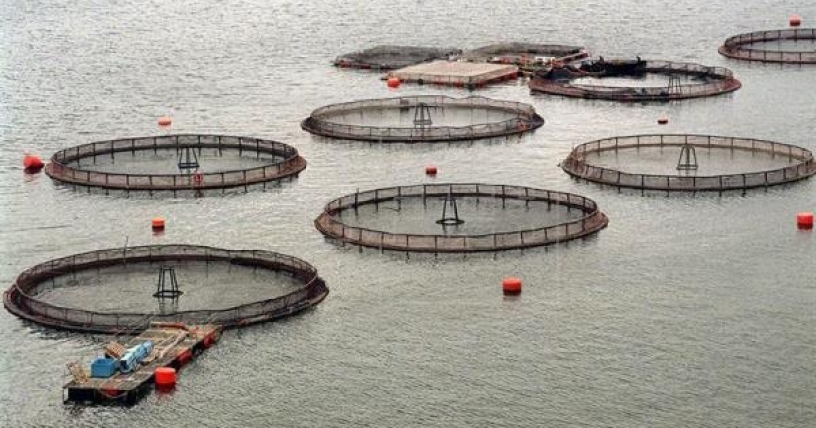 Gobierno anuncia mayor fiscalización a industria salmonera tras informe sobre seguridad
