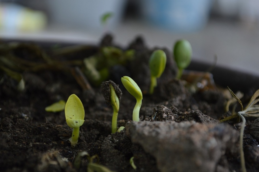 Compost: El plan para que todo Chile separe su basura