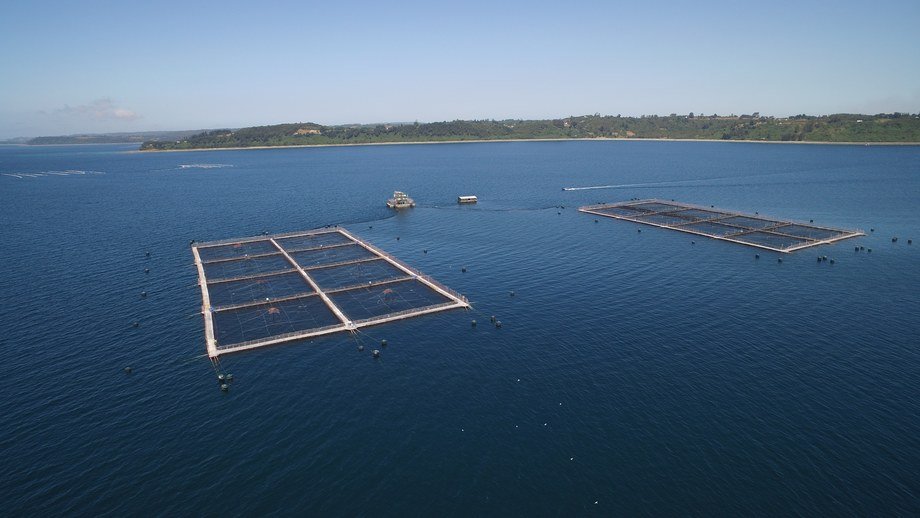 Siete nuevos centros de cultivo de salmones certificados como libres de antibióticos