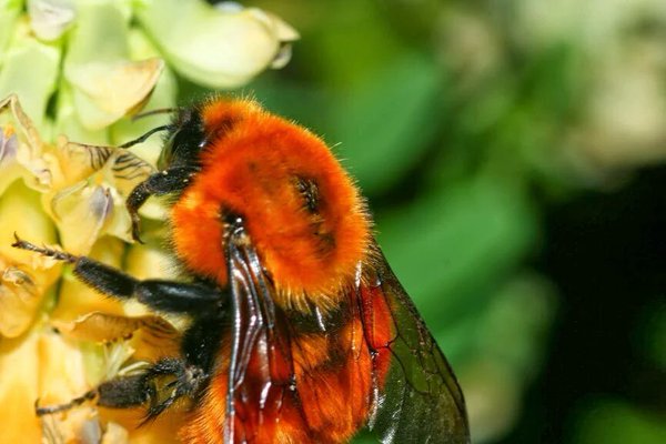 Día de la biodiversidad: la necesidad de un cambio global