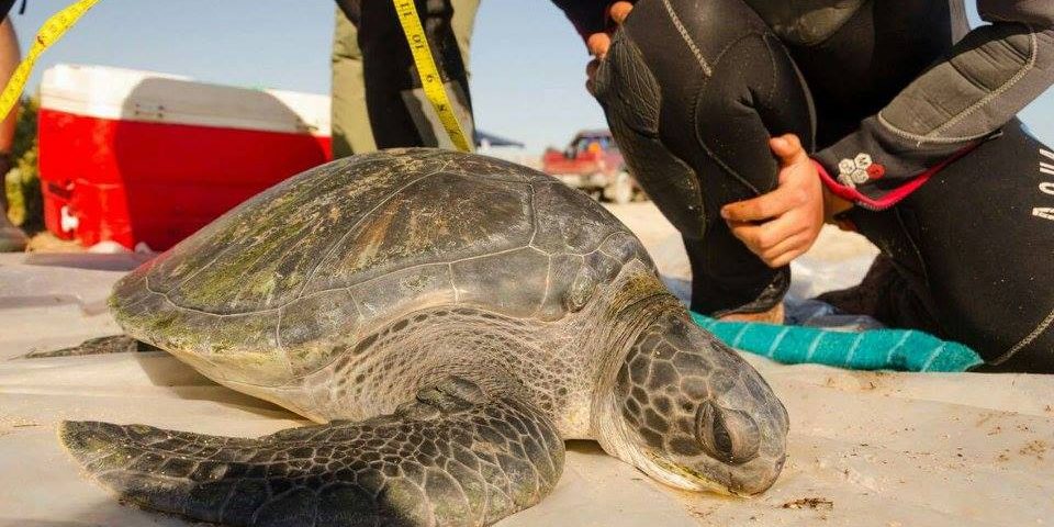 Advierten que proyecto termoeléctrico pone en riesgo a tortugas al borde de la extinción