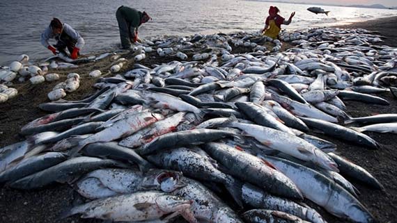 Se acerca cita mundial para combatir la pesca ilegal en Chile