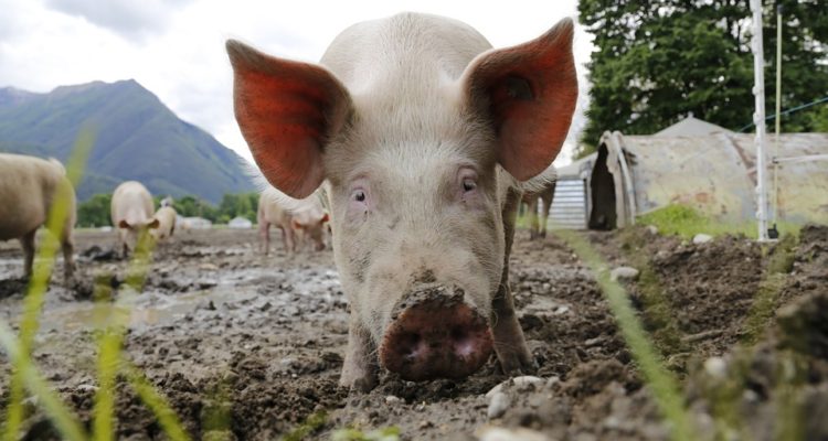 Avanza primera norma para limitar emisiones de olores en la industria porcina