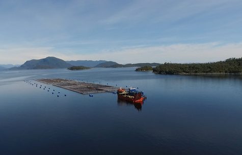 Salmonicultura en Magallanes: la amenaza de las reservas marinas