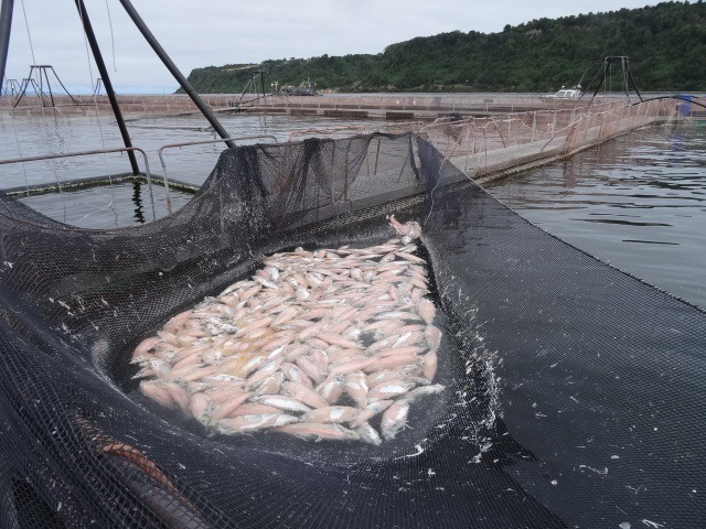 Salmones Camanchaca no cumplió plazo de la SMA para retirar peces muertos en región de Los Lagos