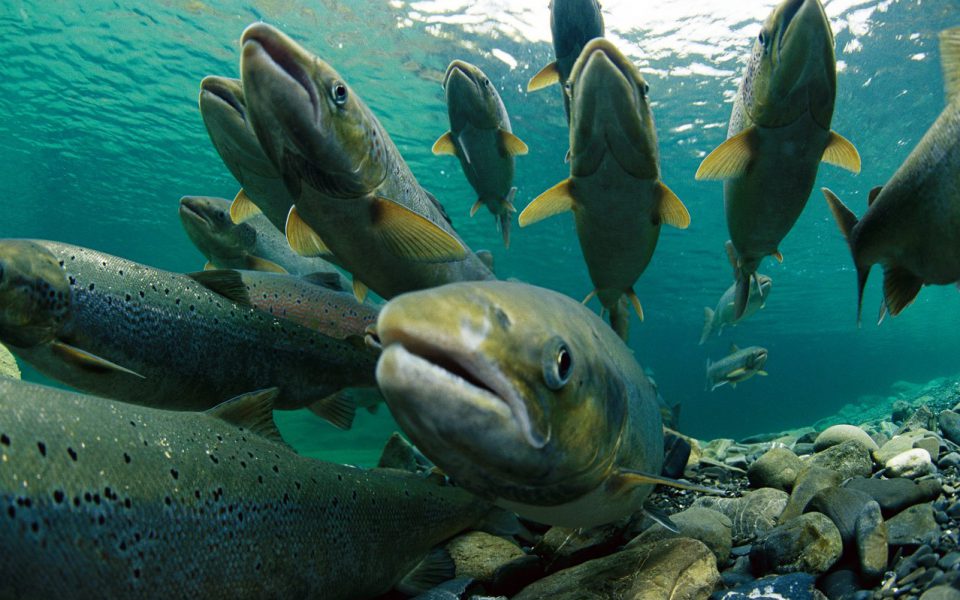 Hasta $5 mil millones de multa podría pagar MOWI por masiva fuga de salmones en Calbuco
