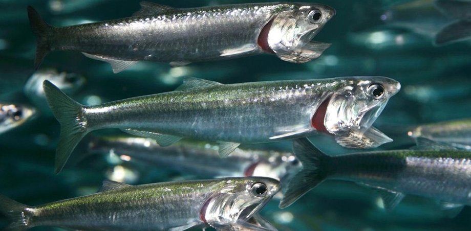 Presentan resultados de biomasa y stock desovante de sardina y anchoveta